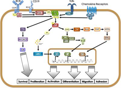 BTK, the new kid on the (oncology) block?